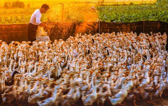 1.������Ѽ�����ѼȺ�趯����ҥ�����ƣ���С������̣�������Ѽ�š�����΢�ĳ����У���Ѽ������Ѱѵ���ιʳȺѼ��ѼȺ�趯���ĵس���ũ���Ҹ�����ĸ�ҥ���¸¸¡�����������ʡ�����м�ί��ί����ϵ�ˣ���ɺ �ֻ��ţ�15880777185