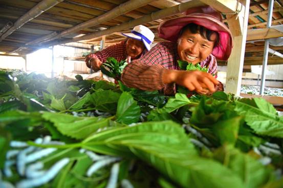 ũ������������ �������Ͻ��ʱ   С��ʱ���Ǵ��Ͻ��ʱ��Ҳ�ǲ�ũ����æµ��ʱ�ڡ���ũ������ץʱ�䣬�ڴ�����˿���ǰ��ժɣҶ����ι�����ϱ�������æµ����Ӱ�ڸǲ�ס���յ����κ�ϲ�á�������ʡ��ί��ί  ��ϵ�ˣ�������  �绰��15087597525_meitu_1